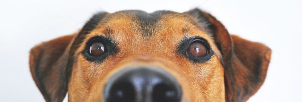 Warum zittert mein Hund » Tierhelfer24 - Tiere verstehen