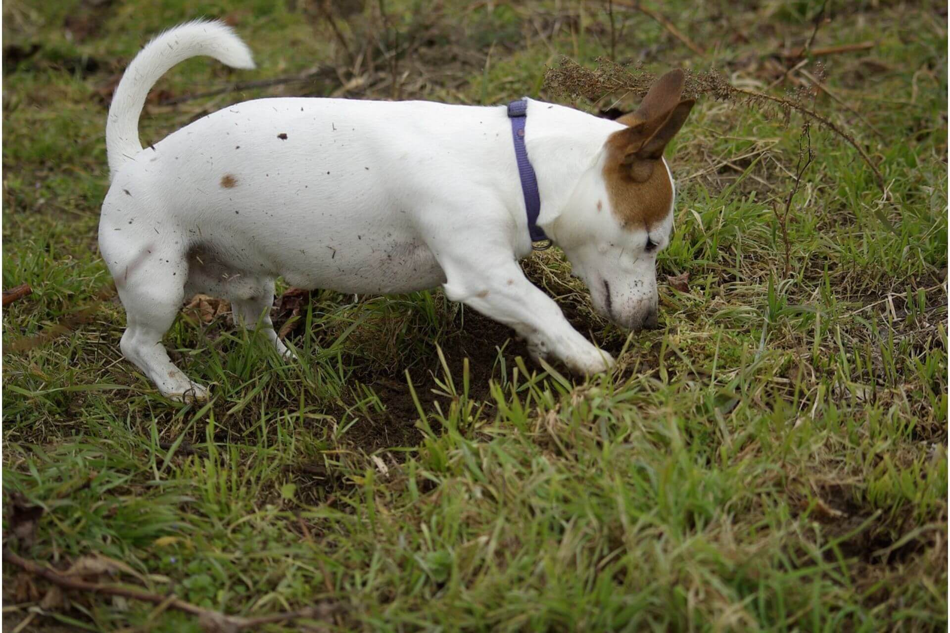 Warum fressen Hunde Erde